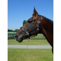 Padded Leather Headcollar